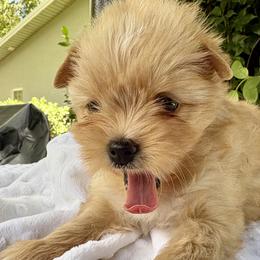 Honey - Chocolate tan and white female Biewer Terrier puppy in Bunnell, Florida from Royal Biewer and Royal Aussies