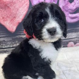 Pink Stripe girl - Black and white female Sheepadoodle puppy in Mc Henry, Maryland from TLC by the Lake Standard Poodle and Doodles