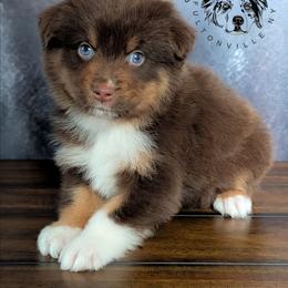 Halo - Red tri-color male Australian Shepherd puppy in Fultonville, New York from Sandy Aussies & Pomeranians