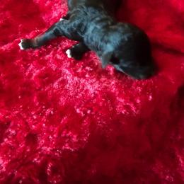 Latte - Black and white male Aussiedoodle puppy in Vernal, Utah from Adorable Aussiedoodles