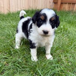 Fancy - Black tri-color female Aussiedoodle puppy in Heber City, Utah from Junipersdoodles