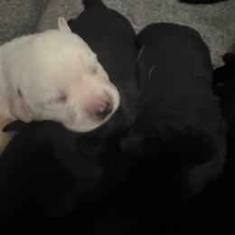No collar - Yellow male Labrador Retriever puppy in Centreville, Maryland from Barbihaus Kennels