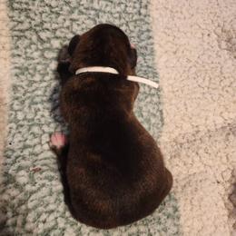 WHITE COLLAR- Reverse Brindle - Brindle female Boxer puppy in Gloucester, Virginia from Keen Boxers