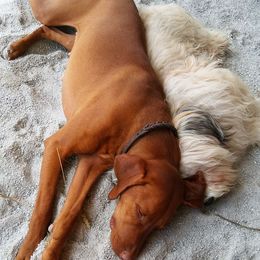 Vizslas from Fox Creek Ranch Vizslas