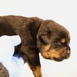 Prime - Black and mahogany male Rottweiler puppy in Uniontown, Alabama from CedarBluff Rottweilers