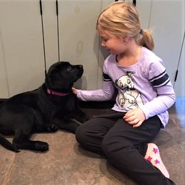 Labrador Retriever Puppies from Lorlyn Labradors