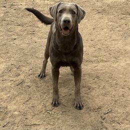 Dutch - Dilute Retriever