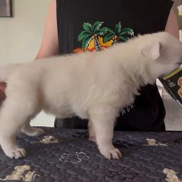 Aller Anfang Assisi  AndeliVjecnosti 'Assisi' purple girl - White female Berger Blanc Suisse puppy in Wisconsin from Andeli vjecnosti