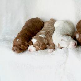 Goldendoodle Puppies from Blissful Doodles