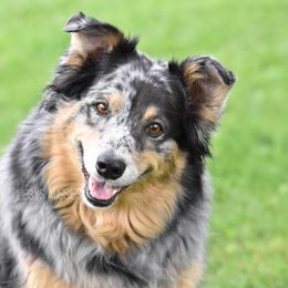Australian Shepherds from Libby’s Aussies