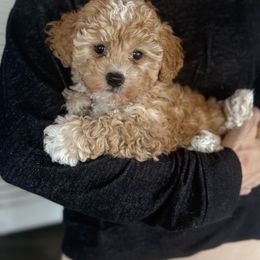 Leela - Parti Goldendoodle puppy in Saint Cloud, Florida from Rising Star Kennels