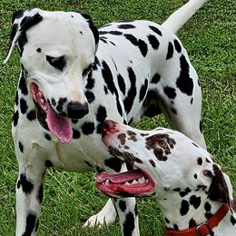 Dalmatians from Hidden Valley Ranch