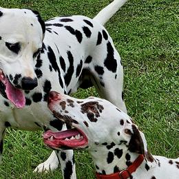 Dalmatians from Hidden Valley Ranch