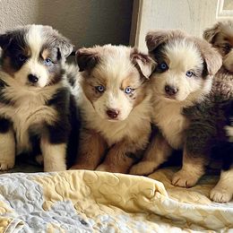 Australian Shepherd and Miniature Australian Shepherd Puppies from Magic Ranch Mini Aussies