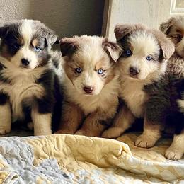 Australian Shepherd and Miniature Australian Shepherd Puppies from Magic Ranch Mini Aussies