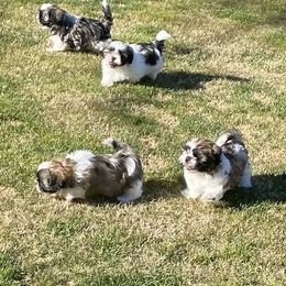 Shih Tzu Puppies from Willow Lane Shih Tzus