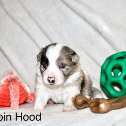 Robin Hood - Sable merle male Border Collie puppy in Crawfordsville, Indiana from Rescued Dreams Border Collies