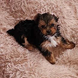 Yorkshire Terrier Puppies from Bortolin Little Angles