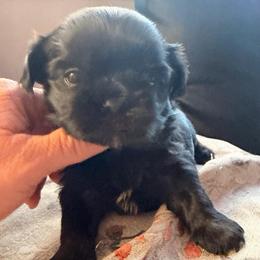 Black with small white spot on chest - Black male Shih Tzu puppy in Citrus Heights, California from The Lion dog Shih Tzu