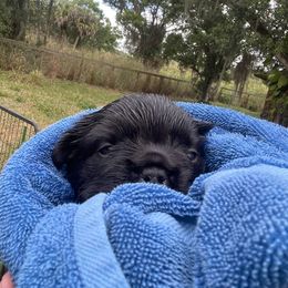 French Bulldog Puppies from Just Us Frenchies