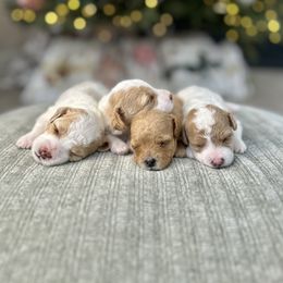 Cavapoo Puppies from Micro Cavapoos
