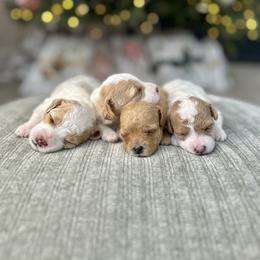 Cavapoo Puppies from Micro Cavapoos
