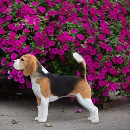 Laika - Beagle
