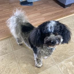 Winnie - Havanese