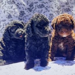 Goldendoodle Puppies from Darling Doodles