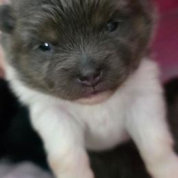 AKC Sapphire Blue tri-color parti - Blue parti female Pomeranian puppy in Gloversville, New York from ADKPOM Adirondack Pomeranians