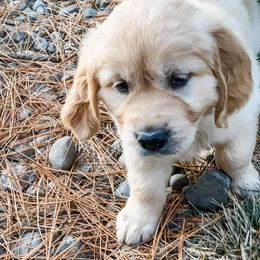 Golden Retriever Puppies from Big Rock Goldens