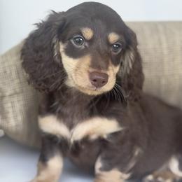 Athos - Chocolate and tan male Dachshund puppy in Bentonville, Arkansas from Boujee Buns Dachshunds