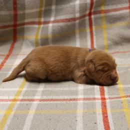 Cinnamon - Dark golden male Golden Retriever puppy in New Weston, Ohio from Bertke AKC Golden Retrievers and Bernese Mountain Dogs