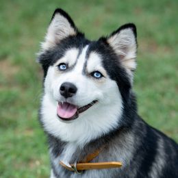 Luna - Pomsky