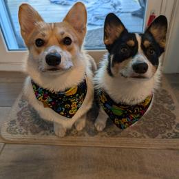 Pembroke Welsh Corgi Puppies from Double C Corgi's