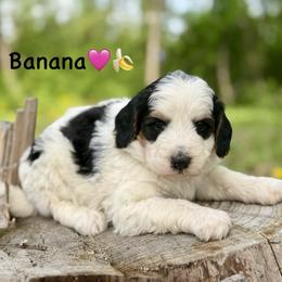 Banana - Tri-color female Bernedoodle puppy in Lancaster, Minnesota from Richardville Hunde
