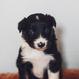 Border Collie Puppies from RockIt Border Collies