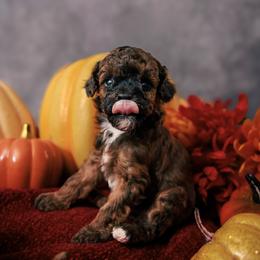 Ninja - Brown male Poodle puppy in Newborn, Georgia from Majestail Companions Co