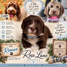 Romeo - Teal Blue - Brown and white male Bernedoodle puppy in Winfield, Alabama from Rose Lane Doodles