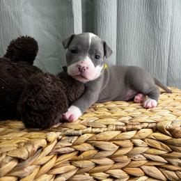 Yellow Collar Female - Blue female American Pit Bull Terrier puppy in Pensacola, Florida from Alpha Alliance Kennels