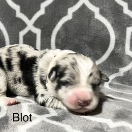 Blot Red collar - Blue merle male Border Collie puppy in Crawfordsville, Indiana from Rescued Dreams Border Collies