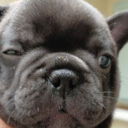 Shota Sunka - French Bulldog puppy in Stevensville, Montana from Stevi Frenchies