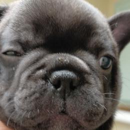 Shota Sunka - French Bulldog puppy in Stevensville, Montana from Stevi Frenchies
