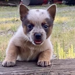 Bomber - Red speckled male Australian Cattle Dog puppy in Devalls Bluff, Arkansas from Coolhand's Australian Cattle Dogs