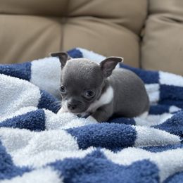 Zena (Macy) - Blue and white female Chihuahua puppy in Harrison, Michigan from Cloud9 Chihuahuas