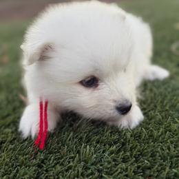 Red - White female Samoyed puppy in Paulden, Arizona from Carefree Samoyeds & Deserthills Labradors
