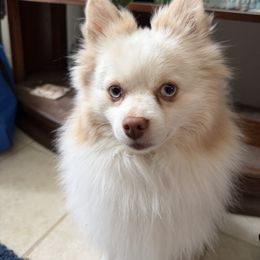 Burberry - Pomeranian