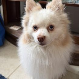 Burberry - Pomeranian