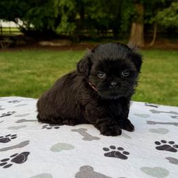 Rocky - Black male Shih Tzu puppy in Wakefield, Rhode Island from Shih Tzu Companions in Rhode Island