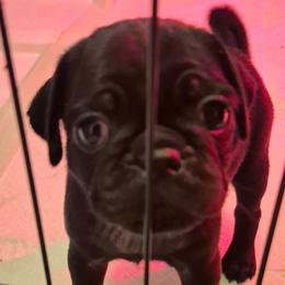 Black male 1 - Black male Pug puppy in Fitzwilliam, New Hampshire from Kayla's Pugs